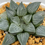 Haworthia Correcta Hanakage