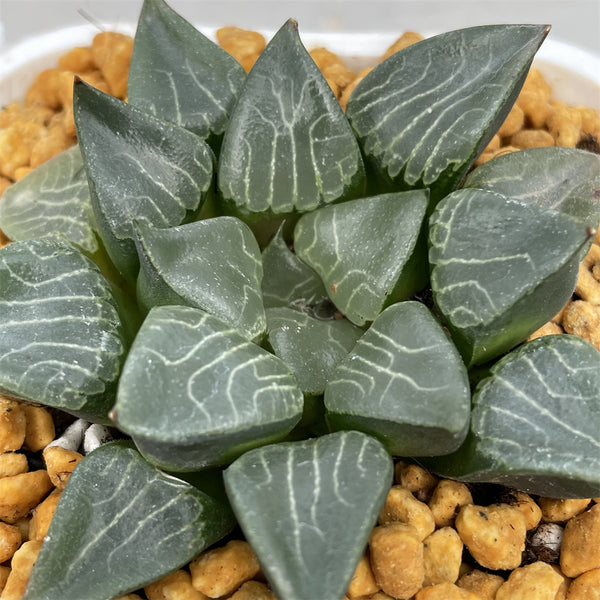 Haworthia Correcta Hanakage – ChinaHaworthia