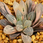 Haworthia OH variegated small size