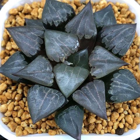 Haworthia Comptoniana x Correcta cv 'Abouyuu'