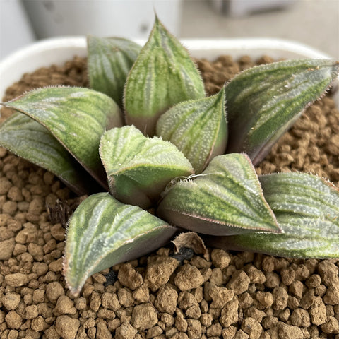 Haworthia Badia 'Aoimatsuri'