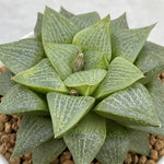 Haworthia Comptoniana Hybrid Seaweed