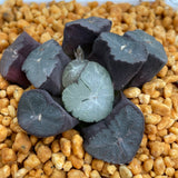 Haworthia Maughanii 'Yamamoto Murasaki'
