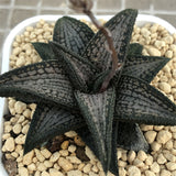 Haworthia  Hard Leaf Kintaikyo Mother Plant