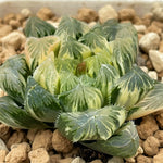 Haworthia Cooperi Variegated