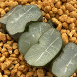 Haworthia Truncata 'See-through'