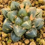 Haworthia Obtusa OM Variegated