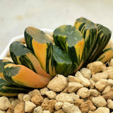 Haworthia Variegated Truncata 'Hiroshige'