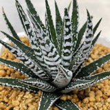 Haworthia Hard Leaf