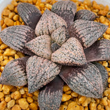 Haworthia Picta 'Colourful Skin’