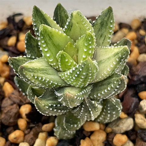 Haworthia Reinwardii var. Chalwini variegated