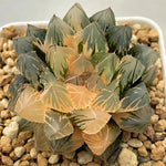 Haworthia Red Var. Cooperi Variegated