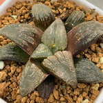 Haworthia Hybrid 'Killer Whale' Plant from seeds