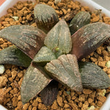 Haworthia Hybrid 'Killer Whale' Plant from seeds