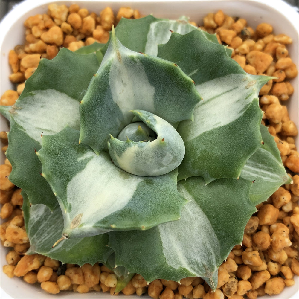 Agave – ChinaHaworthia Agave – ChinaHaworthia