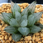 Haworthia Sciaky Other