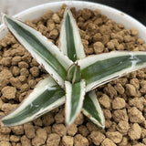 Agave Victoria