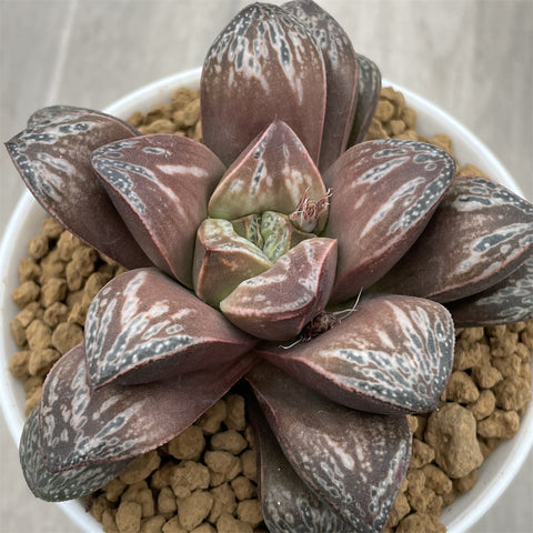 Haworthia Splendens Big Size Inca Rose Popular Type