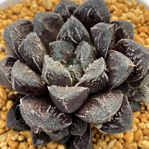 Haworthia Meden Other