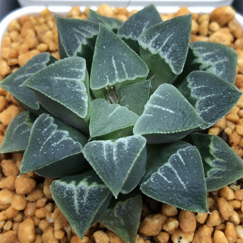 Haworthia Wimii Love