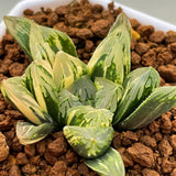 Haworthia Flower Crystal Variegated Plant from offsets