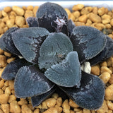 Haworthia 'Hyoujou no mai' other