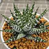 Haworthia Hard Leaf Zebra