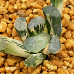 Haworthia Maughanii 'Murasaki' variegated