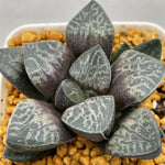 Haworthia 'Karakusa' Other