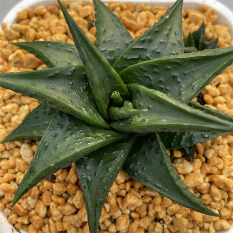 Haworthia Hard Leaf Limifolia cv. Black Lizard