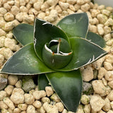 Agave Victoriae-reginae T. Moore A Type