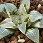 Haworthia Correcta Variegated Plant from Seeds