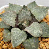 Haworthia Comptoniana 'Super Lenz'