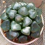 Haworthia Correcta small size ones for sale