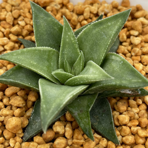 Haworthia Manda's Hybrid Other