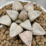 Haworthia Picta World No. -111