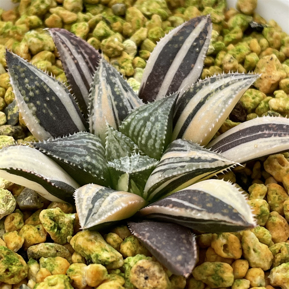 ✤希少・ヘレンド（Herend）フィギュリン✤『裸婦/日光浴』 Variegated – Page 19 – ChinaHaworthia