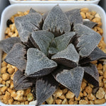 Haworthia Badia Red Flinthead