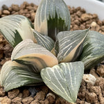 Haworthia Retusa Variegated plant from offsets