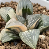 Haworthia Retusa Variegated plant from offsets