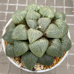 Haworthia Oyayubihime Other