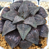 Haworthia Picta Planted from Seeds