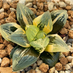 Haworthia Ice Angel variegated