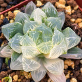Haworthia Cooperi Variegated 'Hirose'