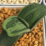 Gasteria Other