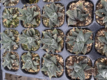 Haworthia Hard Leaf Limifolia 'Striata' Small Size