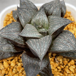 Haworthia Badia 'Shishinden'