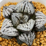 Haworthia Kyo-no-Koi Other