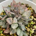 Haworthia Ice Queen Fascicles