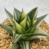 Pearl Aloe variegated Small Size